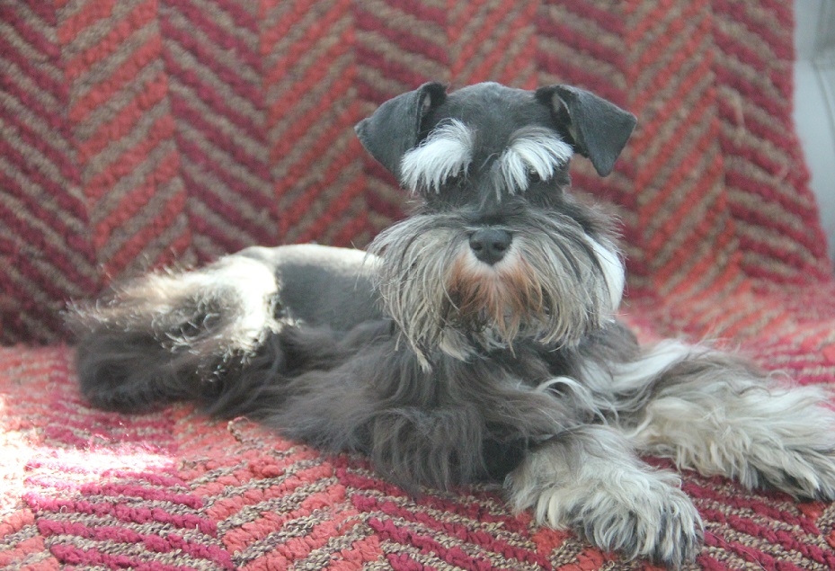 wishbone farms schnauzers