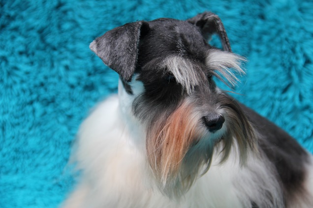 wishbone schnauzers